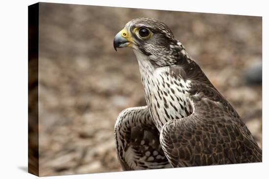 Falcon Portrait-Sheila Haddad-Premier Image Canvas