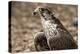 Falcon Portrait-Sheila Haddad-Premier Image Canvas