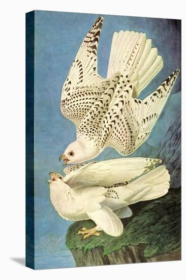 Falcons-John James Audubon-Stretched Canvas