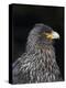 Falkland Caracara or Johnny Rook, protected and highly intelligent bird of prey. Falkland Islands-Martin Zwick-Premier Image Canvas