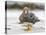 Falkland flightless steamer duck. Falkland Islands-Martin Zwick-Premier Image Canvas