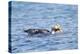 Falkland Flightless Steamer Duck-Joe McDonald-Premier Image Canvas