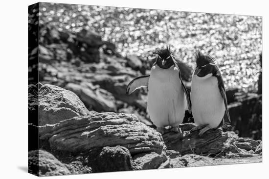 Falkland Islands, black and white image of pair of rockhopper penguins nesting on cliff, New Island-Howie Garber-Premier Image Canvas