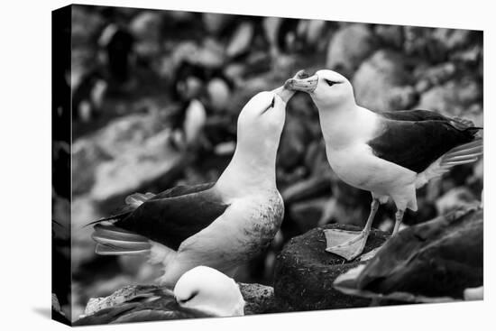 Falkland Islands, black and white photo of courtship behavior of black-browed albatross New Island-Howie Garber-Premier Image Canvas