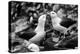 Falkland Islands, black and white photo of courtship behavior of black-browed albatross New Island-Howie Garber-Premier Image Canvas