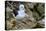 Falkland Islands, black-browed albatross on New Island-Howie Garber-Premier Image Canvas