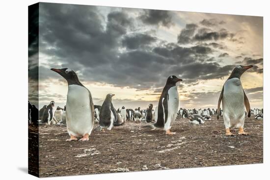 Falkland Islands, Bleaker Island. Gentoo penguin colony at sunset.-Jaynes Gallery-Premier Image Canvas