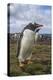 Falkland Islands, Bleaker Island. Gentoo Penguin Colony-Cathy & Gordon Illg-Premier Image Canvas