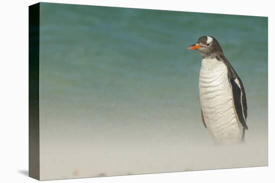 Falkland Islands, Bleaker Island. Gentoo Penguin on the Beach-Cathy & Gordon Illg-Premier Image Canvas