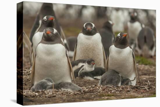 Falkland Islands, Bleaker Island. Group of Gentoo Penguins-Cathy & Gordon Illg-Premier Image Canvas