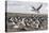 Falkland Islands, Bleaker Island. Imperial Shag Nesting Colony-Cathy & Gordon Illg-Premier Image Canvas