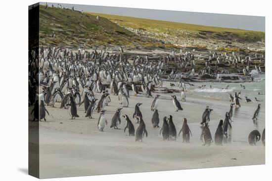Falkland Islands, Bleaker Island. Magellanic and Gentoo Penguins-Cathy & Gordon Illg-Premier Image Canvas