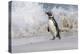 Falkland Islands, Bleaker Island. Magellanic penguin and crashing surf.-Jaynes Gallery-Premier Image Canvas