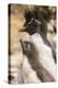 Falkland Islands, Bleaker Island. Rockhopper penguin adult and chick.-Jaynes Gallery-Premier Image Canvas