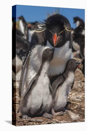 Falkland Islands, Bleaker Island. Rockhopper Penguin and Chicks-Cathy & Gordon Illg-Premier Image Canvas