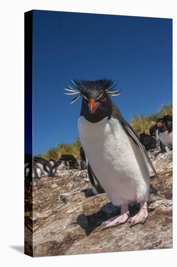 Falkland Islands, Bleaker Island. Rockhopper Penguin Close-up-Cathy & Gordon Illg-Premier Image Canvas