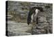 Falkland Islands, Bleaker Island. Rockhopper Penguin-Cathy & Gordon Illg-Premier Image Canvas