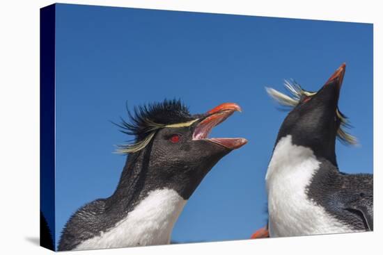 Falkland Islands, Bleaker Island. Rockhopper Penguins Greeting-Cathy & Gordon Illg-Premier Image Canvas