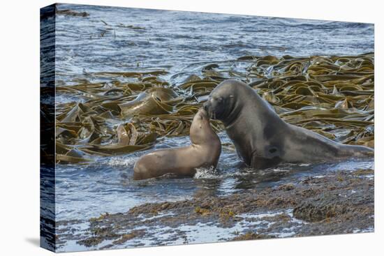 Falkland Islands, Bleaker Island. Southern Sea Lions Near Water-Cathy & Gordon Illg-Premier Image Canvas