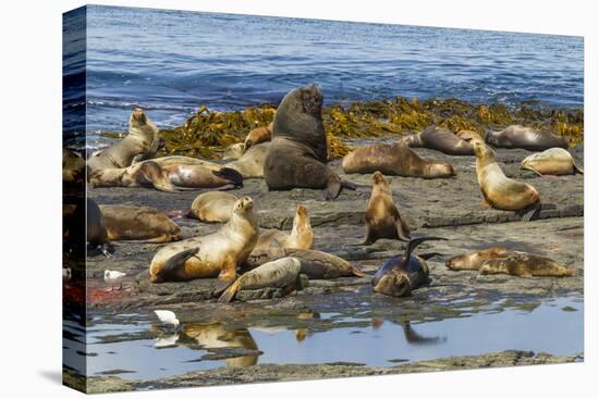 Falkland Islands, Bleaker Island. Southern Sea Lions Near Water-Cathy & Gordon Illg-Premier Image Canvas