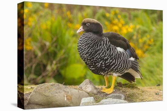 Falkland Islands, Carcass Island. Close-up of Kelp Goose-Cathy & Gordon Illg-Premier Image Canvas