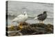 Falkland Islands, Carcass Island. Pair of Kelp Geese-Cathy & Gordon Illg-Premier Image Canvas