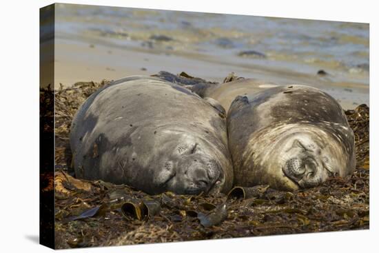 Falkland Islands, Carcass Island. Southern Elephant Seals, Sleeping-Cathy & Gordon Illg-Premier Image Canvas