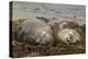 Falkland Islands, Carcass Island. Southern Elephant Seals, Sleeping-Cathy & Gordon Illg-Premier Image Canvas