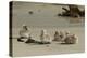 Falkland Islands, Carcass Island. Steamer Duck Ducklings on Beach-Cathy & Gordon Illg-Premier Image Canvas
