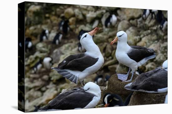 Falkland Islands, courtship behavior of black-browed albatross New Island-Howie Garber-Premier Image Canvas