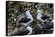 Falkland Islands, courtship behavior of black-browed albatross New Island-Howie Garber-Premier Image Canvas