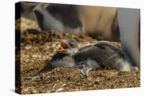 Falkland Islands, East Falkland. Close-up of Gentoo Penguin Chicks-Cathy & Gordon Illg-Premier Image Canvas