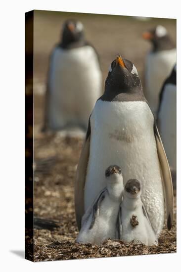 Falkland Islands, East Falkland. Gentoo Penguin Chicks and Parent-Cathy & Gordon Illg-Premier Image Canvas