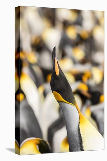 Falkland Islands, East Falkland. King penguin calling.-Jaynes Gallery-Premier Image Canvas