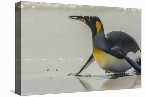 Falkland Islands, East Falkland. King Penguin on Beach-Cathy & Gordon Illg-Premier Image Canvas