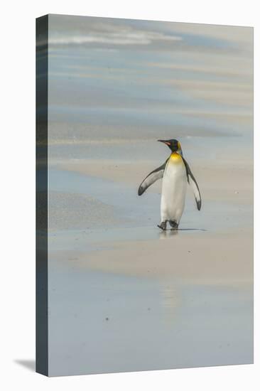 Falkland Islands, East Falkland. King Penguin Walking on Beach-Cathy & Gordon Illg-Premier Image Canvas