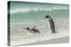 Falkland Islands, East Falkland. King Penguins in Beach Surf-Cathy & Gordon Illg-Premier Image Canvas