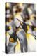 Falkland Islands, East Falkland. King penguins in colony.-Jaynes Gallery-Premier Image Canvas