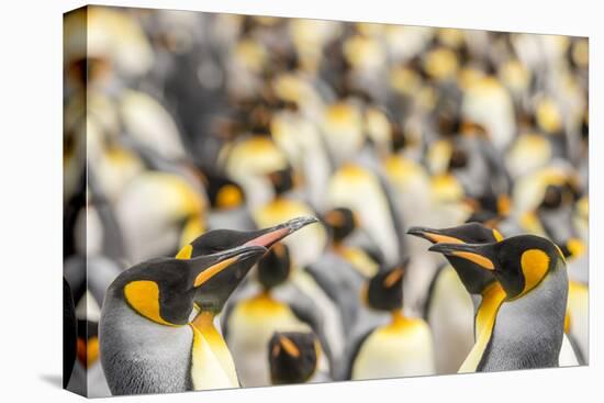 Falkland Islands, East Falkland. King penguins in colony.-Jaynes Gallery-Premier Image Canvas