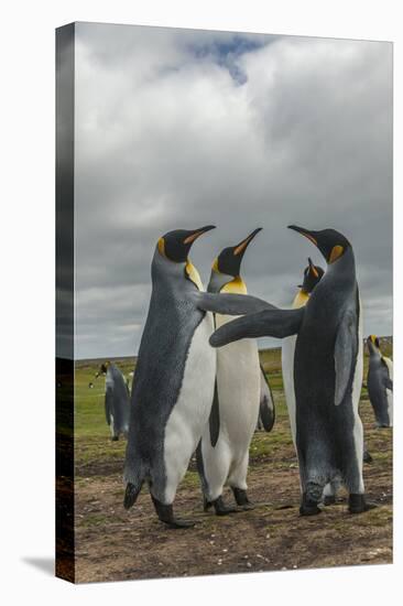 Falkland Islands, East Falkland. King Penguins in Dominance Display-Cathy & Gordon Illg-Premier Image Canvas