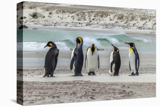 Falkland Islands, East Falkland. King Penguins on Beach-Cathy & Gordon Illg-Premier Image Canvas