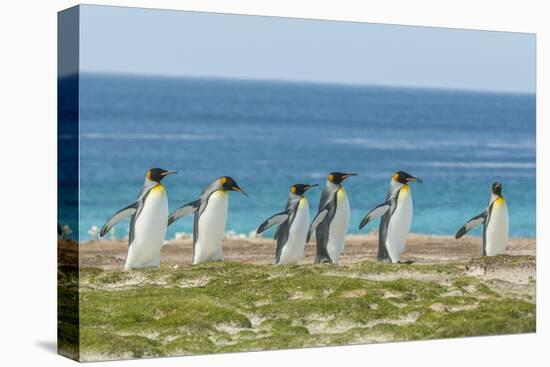 Falkland Islands, East Falkland. King Penguins Walking-Cathy & Gordon Illg-Premier Image Canvas