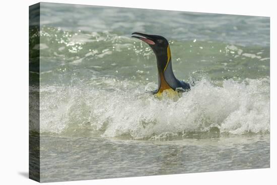 Falkland Islands, East Falkland, Volunteer Point. King Penguin-Cathy & Gordon Illg-Premier Image Canvas