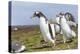 Falkland Islands. Gentoo Penguin Chicks Only Fed after a Wild Pursuit-Martin Zwick-Premier Image Canvas