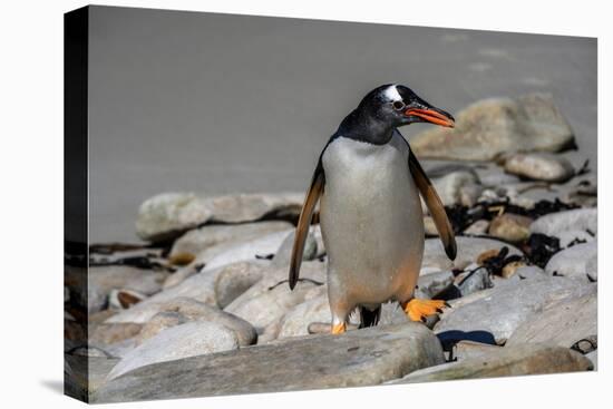 Falkland Islands, Gentoo Penguin climbs onto the beach.-Howie Garber-Premier Image Canvas