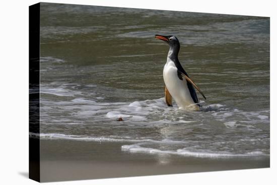 Falkland Islands, Gentoo Penguin emerges from the ocean.-Howie Garber-Premier Image Canvas