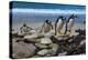 Falkland Islands, Gentoo Penguins climb onto the beach.-Howie Garber-Premier Image Canvas