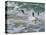 Falkland Islands, Gentoo Penguins emerge from the ocean.-Howie Garber-Premier Image Canvas