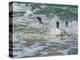 Falkland Islands, Gentoo Penguins emerge from the ocean.-Howie Garber-Premier Image Canvas