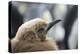 Falkland Islands. King Penguin Chick in Typical Brown Plumage-Martin Zwick-Premier Image Canvas
